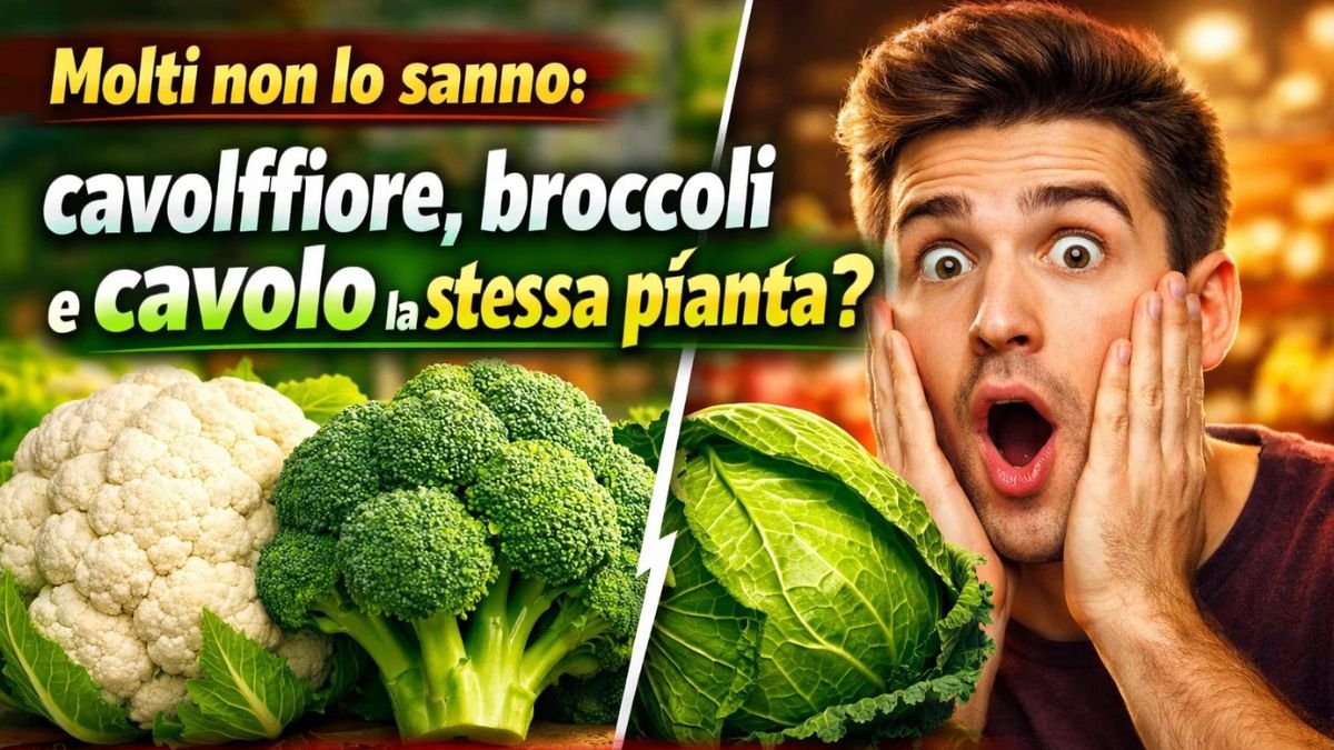 Molti non lo sanno: cavolfiore, broccoli e cavolo sono la stessa pianta? La verità ti sorprenderà!